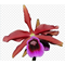 Laelia  crispa