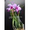 Cattleya Eva´s Fabula sin Letras (purpurata Werkhauserii x jenmanii coerulea)