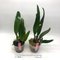 Cattleya (Laelia lobata coerulea x C warscewiczii coerulea 'Blau')посев
