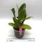 Cattleya harrisonae x C dowiana