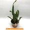 Cattleya lueddemanniana coerulea caracas x coerulea venosa n