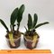 Hadrolaelia (Laelia) Pumila Rubra