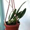 Laelia anceps “disciplinata” x L. rubescens