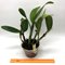 BLC. memoria helen brow