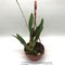 Лаелия (Laelia anceps lineata olita x guerreiro)(503)