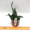 Cattleya percivaliana fma marmolada x sib