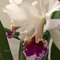 -  Cattleya labiata x Cattleya rex