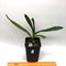 Angraecum sesquipedale