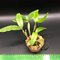 Дендробиум (Dendrobium  farmer)(1017)