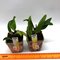 Laelia alaori var. Alba