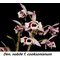 Дендробиум (Dendrobium nobile v. cooksonianum (peloric))(1334)