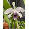 Cattleya Canhamiana (Laeilia purpurata ´Werkhauserii´ x Cattleya mossiae )