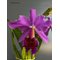 Cattleya Leda (C dowiana aurea x C percivaliana)