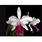 Cattleya Gigas S/A / Tamanho