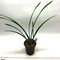 Цимбидиум (Cymbidium sinense Shi Men 石門)(1131)