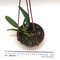 Лаелия (Laelia anceps (castro X guerreiro) X self)(504)