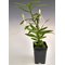 Angraecum florulentum