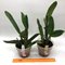 Cattleya lueddemanniana fma coerulea x sib