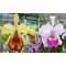 Cattleya X Hardyana ( C dowiana aurea x C warscewiczii SA Ituango)