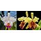 Cattleya Madame Jeannee Doin (C quadricolor cuasialba x C dowiana aurea )