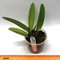 Cattleya maxima f. Semialba