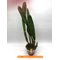 Laelia purpurata