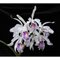 Cattleya  maxima semi-alba x sib