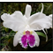 Cattleya  Luedemaniana S/A Self