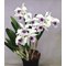 Laelia purpurata var. Werkhäuseri