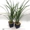 Цимбидиум (cymbidium dayanum var. alba)(879)