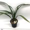 Цимбидиум (Cymbidium sinense Yang Ming Jin 陽明錦)(1130)