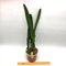 Laelia purpurata var. Werkhäuseri