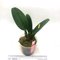 Cattleya jenmanii rubra x self
