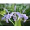 Cattleya  maxima coerulea 'Royal Blue' x self .