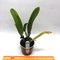 Cattleya trianaei f. Albescens .
