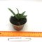 Broughtonia negrilensis x sib