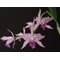 Cattleya labiata var. caerulescens  .