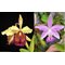 Cattleya Cleopatra (C dowiana aurea x C violacea)