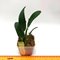 Hadrolaelia (Laelia) Pumila Rubra