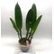 Cattleya Mrs Frederick Knolls (Cattleya X Hardyana x Cattleya mossiae)