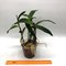 C.intermedia 1818 flamea x intermedia flamea 218 BS
