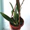 Laelia anceps “disciplinata” x L. rubescens
