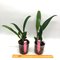Cattleya (luedemanniana coerulea x warcsewiczii coerulea)