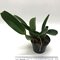 Лаелия (Laelia  anсeps barceriana x rubescens))(514)
