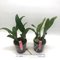 Cattleya Zephyr (C. schroederae x dowiana)
