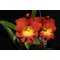 Rlc. Star of Siam
