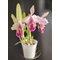 Cattleya Eva's Fabula Rosada (Zephyr) (C.schroederae x C.dowiana)
