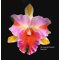 Rlc. Amazing Thailand 'Rainbow'