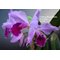 Cattleya Eva's Fabula sin Letras ( purpurata Werkhauserii x jenmanii coerulea)