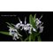 Cattleya maxima x sib